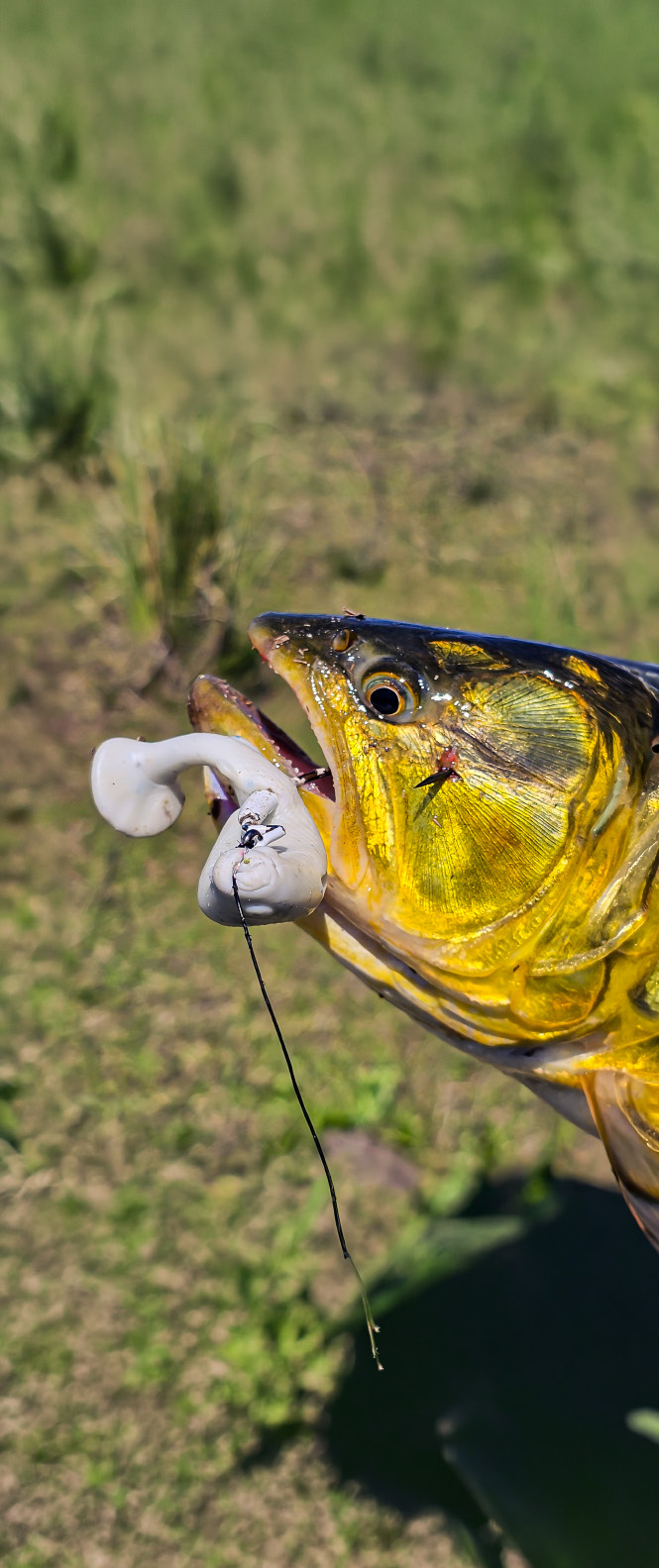 Captura con señuelo LURES